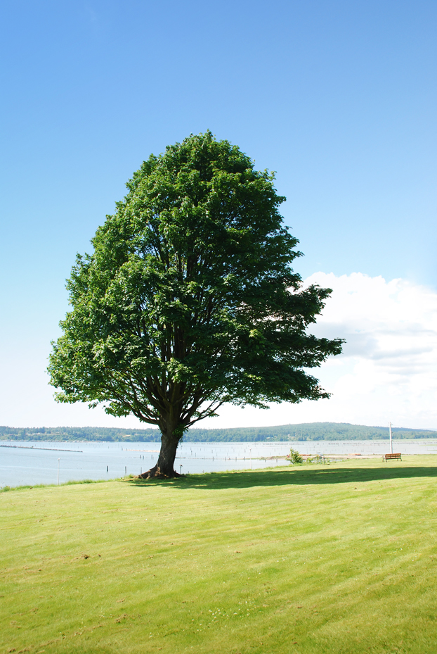 More than a hundred trees planted for master project