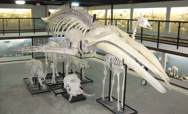 No bones about it: Osteology museum provides a fun afternoon