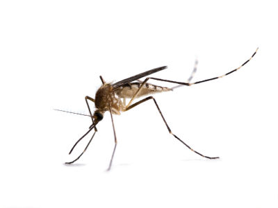 West Nile, pertussis spread through state