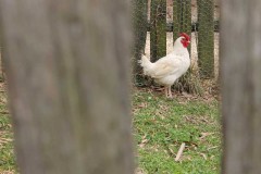Chicken in a farm yard