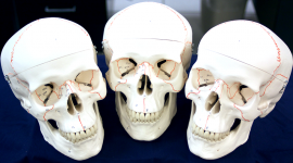 New anatomical skulls were donated to OCCC's Biology Lab from The Health Professions Club. Melissa Sue Lopez/Pioneer.