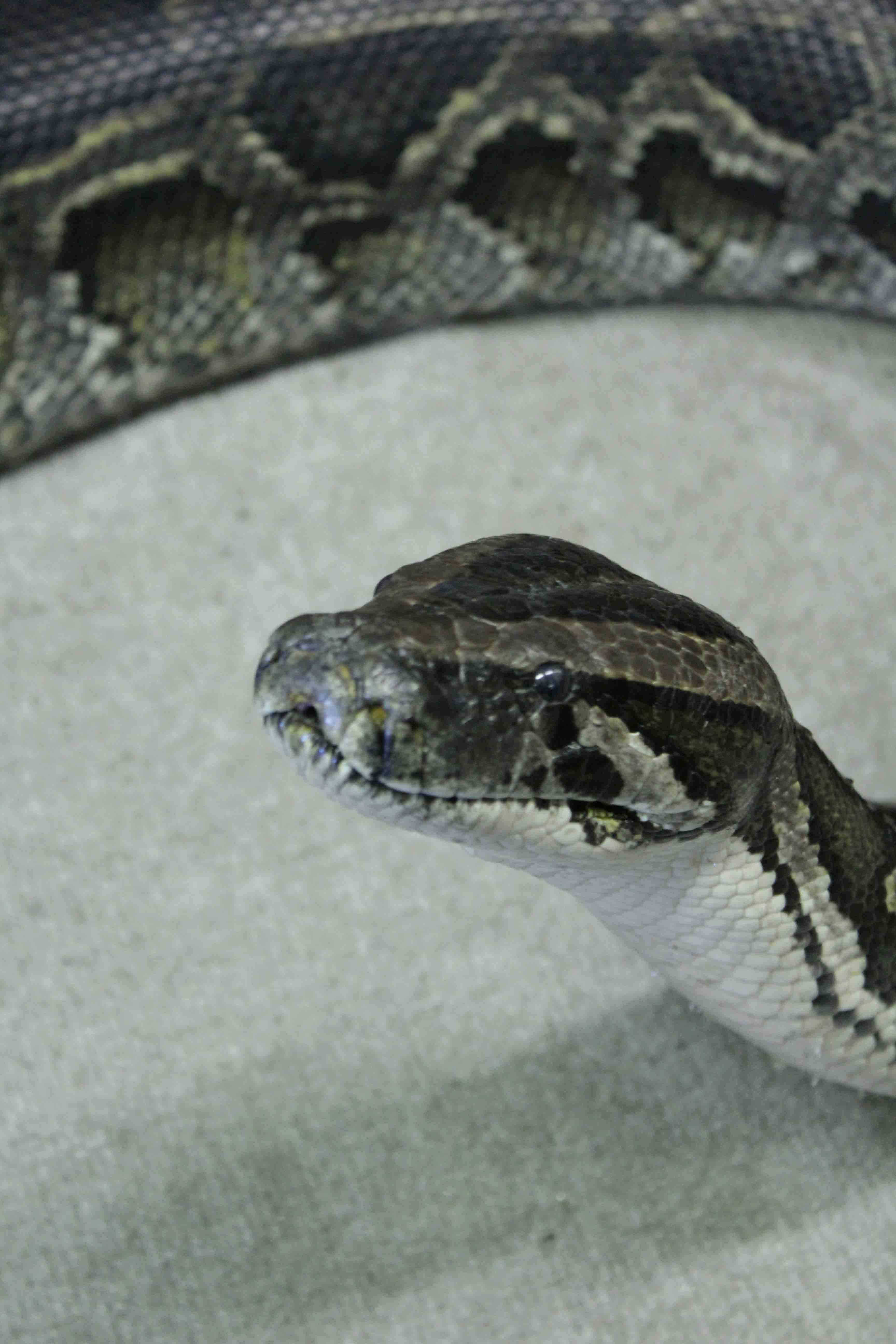 Repticon Shows the “Soft” Side of Snakes