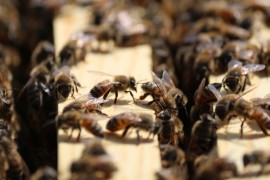 Workers bees gather around a new queen bee in a hive at an Oklahoma City bee farm. Photo by Cici Simon