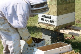 Bee Keeper Tonya Wells shifts bees from one hive to the next. Photo by Cici Simon