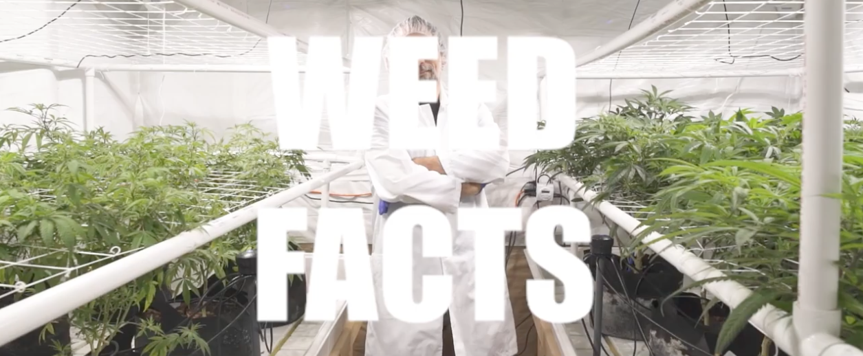 Weed Facts